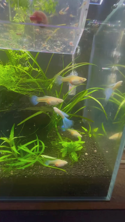 Albino Blue Topaz Guppy