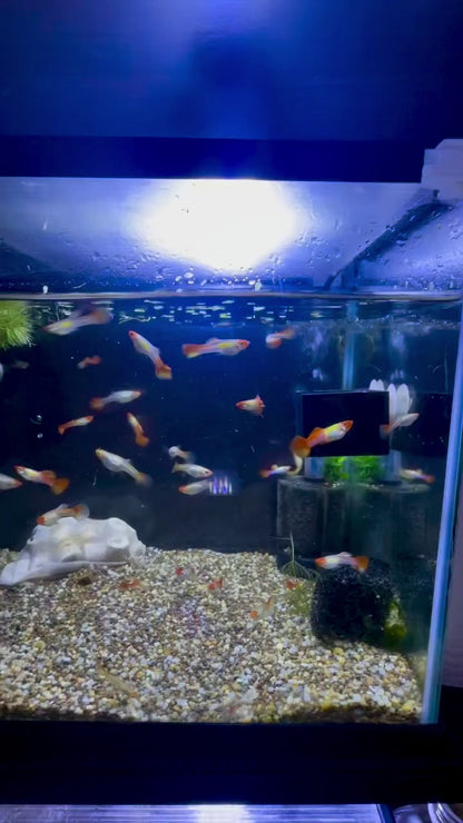 Platinum Koi Guppy